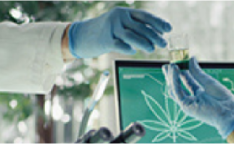 Cannabis Compliance in a Rapidly Changing Industry